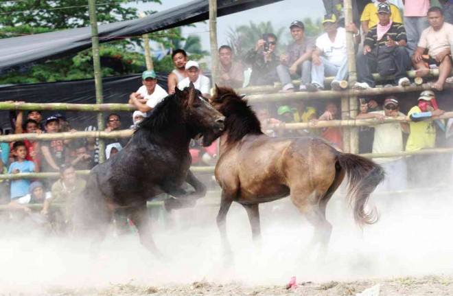 RESIDENTS watch a horse fight in the town of T’boli in South Cotabato province. JEOFFREY MAITEM/INQUIRER MINDANAO