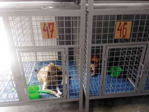 PET OWNERS have to pay P250 to reclaim their animals as penalty for violating a city ordinance on stray animals and an additional P50 per day spent in the pound to cover food and other expenses.