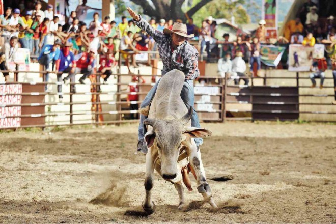 A CONTESTANT tries to bring down a cow the fastest way without falling down in a bull-riding competition during the Masbate rodeo held in Masbate City on Wednesday. PHOTOS BY MARK ALVIC ESPLANA 