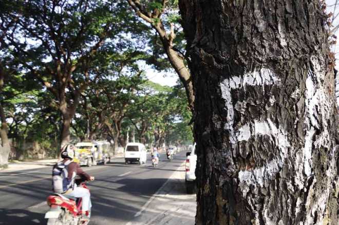 This tree and 197 others lining the Manila North Road in Barangay Balite in the City of San Fernando, Pampanga, were tagged with numbers not for cutting but for an inventory to save them as heritage trees. E.I. REYMOND T. OREJAS/CONTRIBUTOR