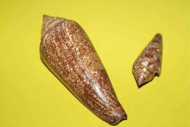THE CONE shell’s venom can be deadly even for humans.