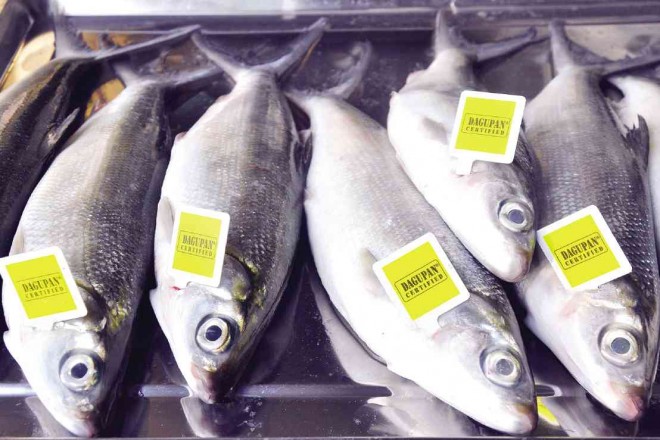  “BANGUS” (milkfish) sold at the Dagupan City fish market now bear tags to indicate that these are authentic Dagupan bangus.WILLIE LOMIBAO/INQUIRER NORTHERN LUZON