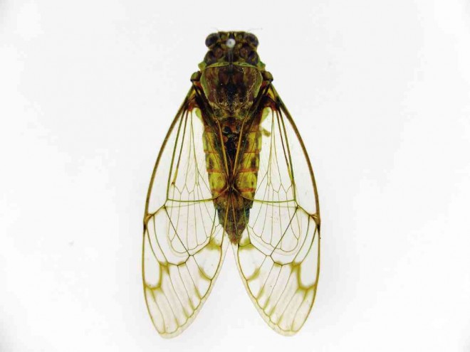 SCIENTISTS name this winged creature “laughing cicada” because of the laughing sound the male produces. COURTESY OF DR. AIMEE LYNN DUPO/MUSEUM OF NATURAL HISTORY, UPLB