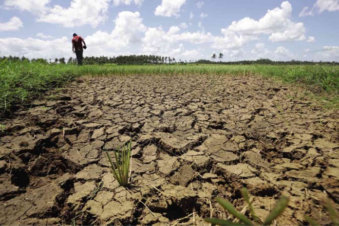 PARCHED LAND With fields cracked and water sources diminishing, farmers in Barangay Tabon Tabon in Daraga, Albay province, are now experiencing the effects of the dry spell. MARC ALVIC ESPLANA/INQUIRER SOUTHERN LUZON