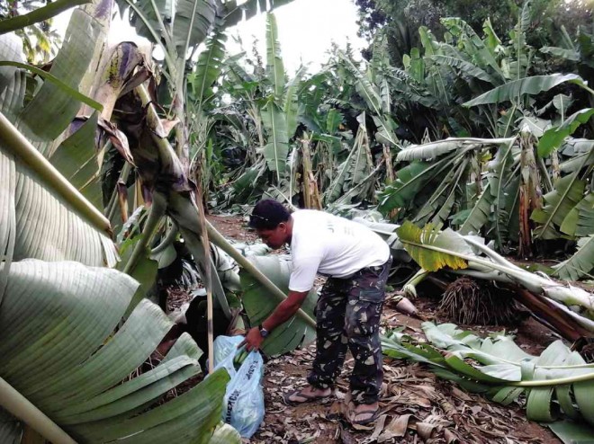 A FARMWORKER checks the banana plants devastated by a twister in Barangay Manongol, Kidapawan City. WILLIAMOR A. MAGBANUA/INQUIRER MINDANAO 