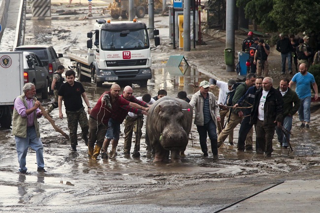 People help a hippopotamus escape from a flooded zoo in Tbilisi, Georgia, Sunday, June 14, 2015. Tigers, lions, a hippopotamus and other animals have escaped from the zoo in Georgia’s capital after heavy flooding destroyed their enclosures, prompting authorities to warn residents in Tbilisi to stay inside Sunday.  AP