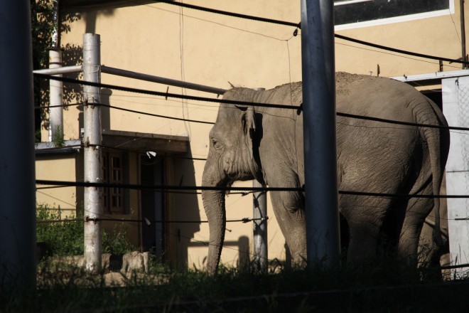 An elephant escaped from a flooded zoo stands behind bars inside the zoo in Tbilisi, Georgia, Sunday, June 14, 2015.  AP
