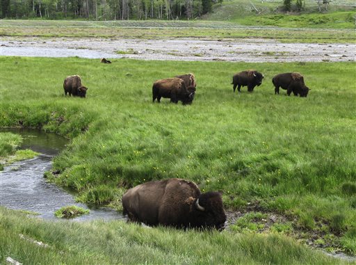In this June 19, 2014, file photo, bison graze near a stream in Yellowstone National Park in Wyoming. For the second time in three weeks, a bison has seriously injured a tourist in Yellowstone National Park. Park officials say injuries to the 62-year-old Australian aren't life-threatening though the bison tossed him several times into the air Tuesday morning, June 2, 2015. AP PHOTO