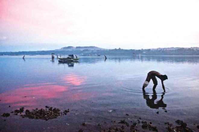 BOHOL folk collect seashells despite a red tide scare in Tagbilaran Bay. In the background is Dauis town in Panglao Island. The BFAR has already banned the gathering and sale of shellfish from areas in Bohol contaminated with red tide toxins.SHERWIN SAPONG/CEBU DAILY NEWS