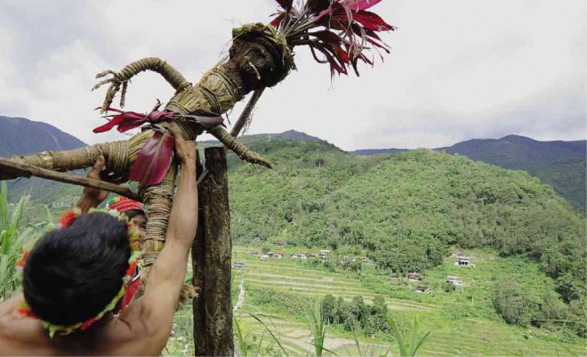 IFUGAO farmers, who tend to the iconic rice terraces, stage a ritual called “Ponnok” in Barangay Hapao, Hungduan town in Ifugao to express their gratitude to the ancestors for a bountiful harvest. Their terrace paddies stand in full view of their “muyong,” the communal forest which serves as the rice terraces’ watershed, and source of their daily requirements such as firewood.  EV ESPIRITU/INQUIRER NORTHERN LUZON  