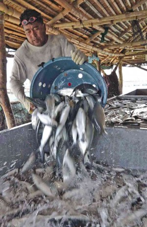 IN SUAL’S fish community, harvested bangus is dumped in ice water. BUDANG NISPEROS 