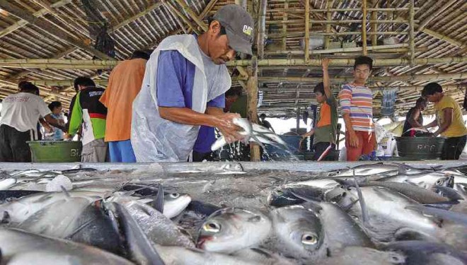 FISHERMEN sort through the day's bangus catch in Sual town.
