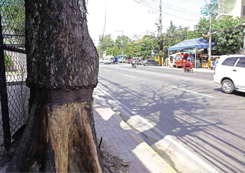 THIS TREE has been skinned to let it die on Archbishop Reyes Street across   the Luz barangay  (village) hall in Cebu City. 
