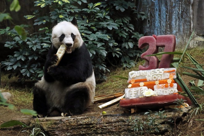 Giant panda Jia Jia eats bamboo next to her birthday cake made with ice and vegetables at Ocean Park in Hong Kong, Tuesday, July 28, 2015 as she celebrates her 37-year-old birthday. Jia Jia broke the Guinness World Records title for “Oldest Panda Living in Captivity" on Tuesday. (AP Photo/Kin Cheung)