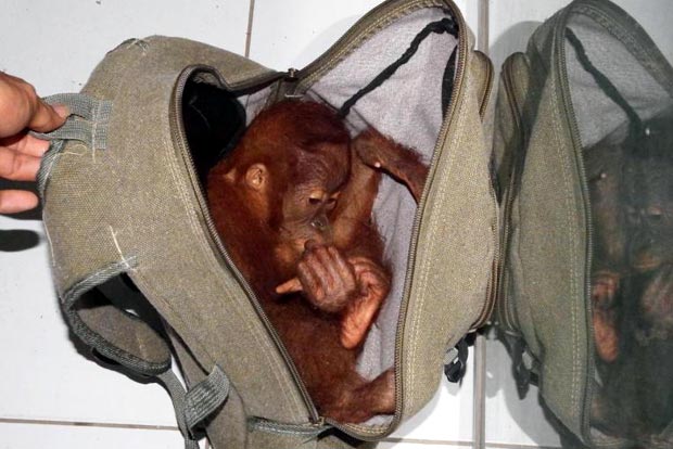 Wildlife trader Vast Haris Nasution was caught trying to sell a baby orang utan from a backpack. AFP