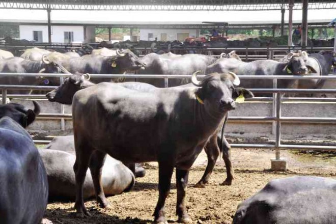 THE PHILIPPINE Carabao Center in the Science City of Muñoz in Nueva Ecija keeps a herd of dairy carabaos to maintain a gene pool and help preserve the country’s carabao population.  WILLIE LOMIBAO