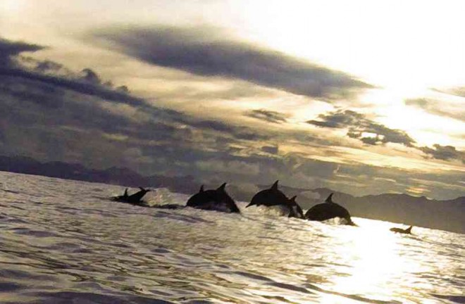 DOLPHINS seemingly dance in the waters off Tibiao, Antique province. FLORD NICSON CALAWAG/INQUIRER VISAYAS