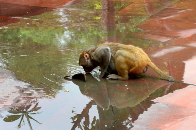 A monkey drinks water from a puddle in New Delhi on June 9, 2015. AFP 