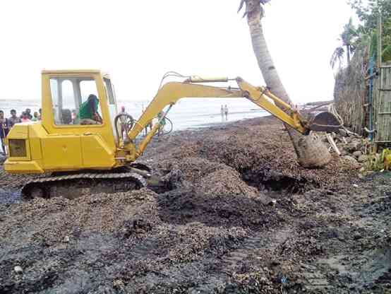 THE TOWN of Valladolid uses a backhoe to retrieve hundreds of kilograms of mussels that were dumped on three coastal villages by waves spawned by Tropical Storm “Egay.” ZEAPHARD CAELIAN/CONTRIBUTOR 