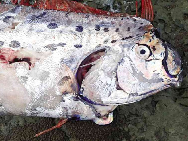 CLOSE-UP of the oarfish caught by a fisherman in Antique. Oarfish are deep-sea dwellers and scientists are still trying to find out why some oarfish swim to the surface. CONTRIBUTED PHOTO