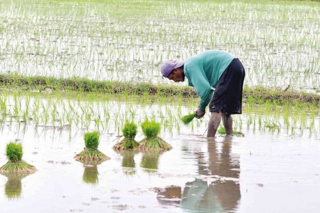 A FARMER in Pangasinan province plants rice amid concerns about poor production and a continuing word war between the government and its critics over policies affecting agriculture. WILLIE LOMIBAO/Inquirer Northern Luzon 