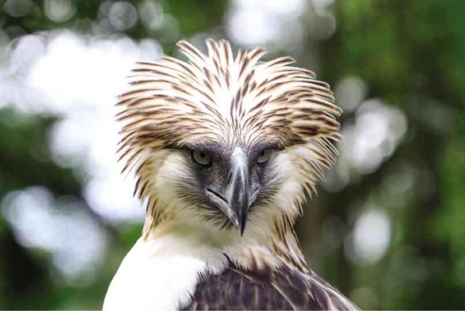 MINDANAO, a male Philippine eagle at the Philipine Eagle Center in Davao City, was hatched at the center in December 2001.  LYN RILLON 