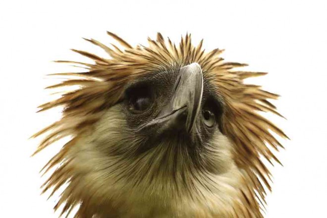 GERLIE, a 35-year-old Philippine eagle was blinded in one eye from a slingshot injury at the Ninoy Aquino Parks and Wildlife Center in Quezon City.  She is the only Philippine eagle in the capital and was transferred to Metro Manila in 2009 from the Philippine Eagle Foundation in Davao City to help educate people about the plight of endangered species in the wild who are threatened on a daily basis. RAFFY LERMA