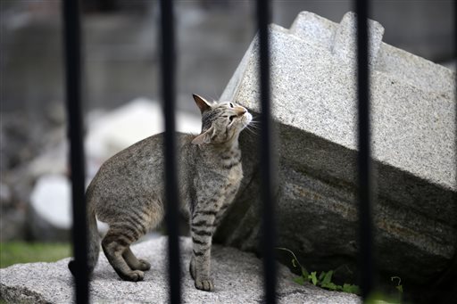 In this July 4, 2015 photo, a stray cat frolic with debris at the Atomic Bomb Dome, as it is known today in Hiroshima, Hiroshima Prefecture, southern Japan. The three-story building was just 160 meters (525 feet) from the epicenter of the blast, yet was the only thing left standing in the area. It was one of the few structures built of brick, stone and steel in what was essentially a wooden city. AP