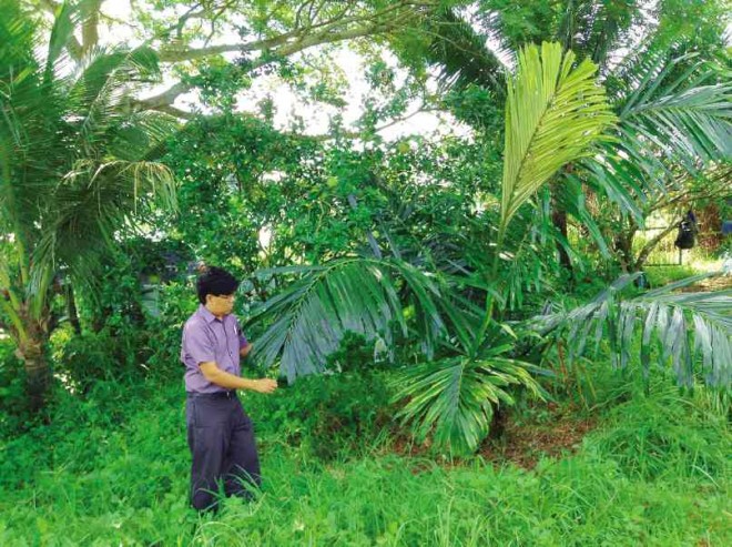 WONDER CROP Agroforester Dr. Lorenzo Lapitan Jr. promotes the many uses and benefits of “kaong” (sugar palm) in Indang, Cavite province. CONTRIBUTED PHOTOS