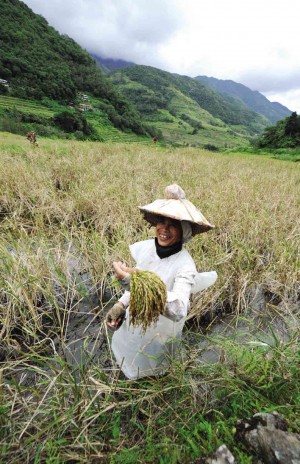 AN IFUGAO farmer completes her rice harvest at the Hapao rice terraces in Hungduan town, Ifugao province. Typhoon “Ineng” dumped rains in Ifugao but did not spoil the harvest, which was almost done this week. EV ESPIRITU/INQUIRER NORTHERN LUZON
