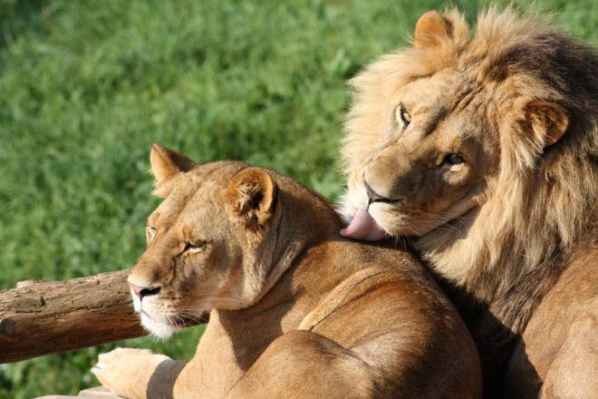 Lions rescued from South American zoos headed to Africa | Inquirer News