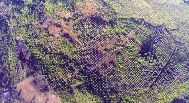 AERIAL shot of the palm oil plantations of Sofronio Española, Palawan  REDEMPTO ANDA 