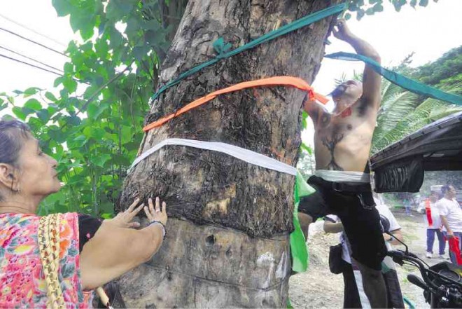 TREE SAVIORS  Dong Abay, vocalist of the 1990s duo Yano, ties a ribbon around the trunk of a tree along the Manila North Road in Binalonan, Pangasinan province, to dramatize protests against the cutting of trees to give way to a road-widening project. WILLIE LOMIBAO/INQUIRER NORTHERN LUZON