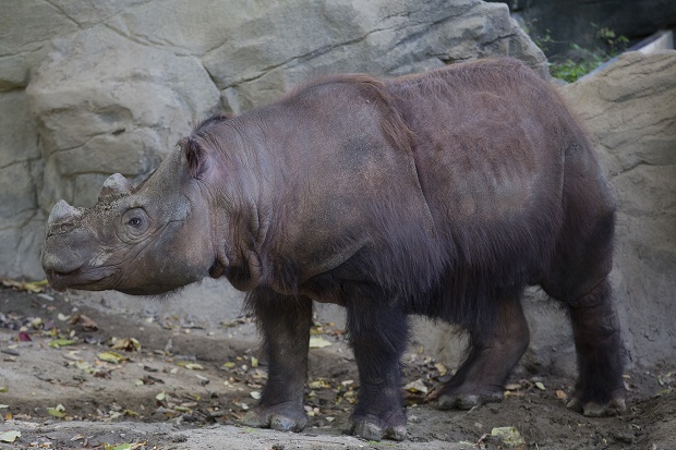 Cincinnati Zoo Endangered Rhino
