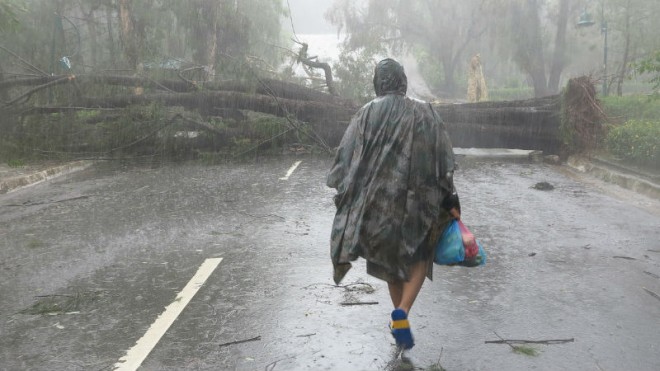 TOPPLED Aman braves strong winds as Typhoon “Lando” sweeps across Baguio City, causing Burnham Lake to overflow and trees to fall, blocking a road at Burnham Park on Monday. EV ESPIRITU/INQUIRERNORTHERNLUZON