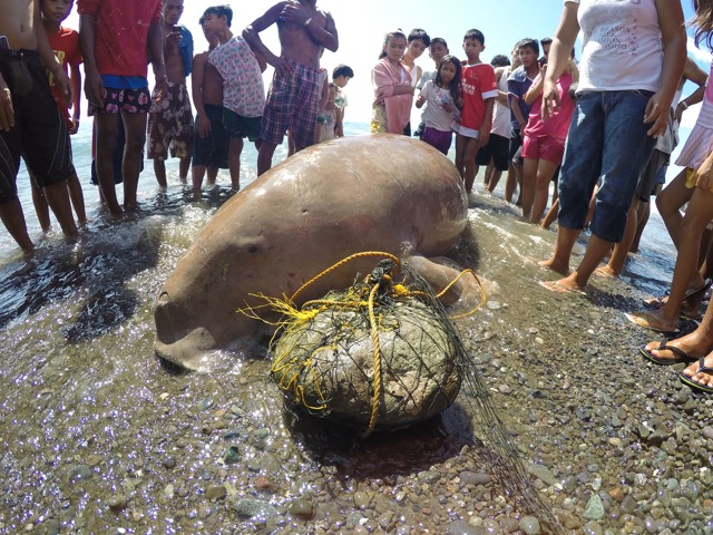 Nery Absalon, a fisherman from Barangay Malabor, saw the floating mammal, and asked the help of the two fishermen Ian Estefaio and Jcar Namion from the village to drag the mammal to shore. Flord Nicson Calawag/Inquirer Visayas
