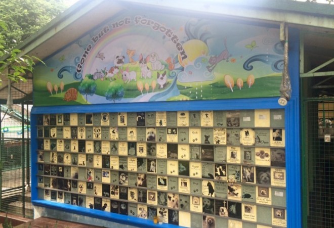 The pet memorial at Philippine Animal Welfare Society in Quezon City is not a cemetery but a mass grave. Pet owners, however, can visit anytime and offer flowers. ERIKA SAULER/INQUIRER