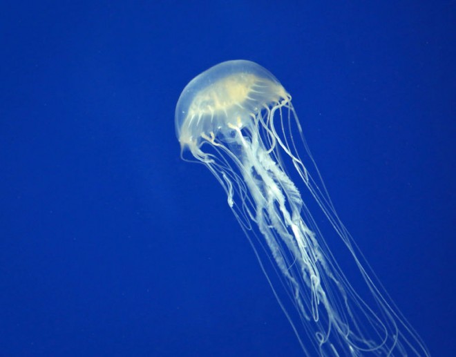 Box jellyfish. FILE PHOTO