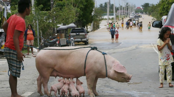 A sow nurses her piglets after being evacuated to safety following the flooding brought about by Typhoon Koppu at Zaragosa township, Nueva Ecija province, north of Manila, Philippines Monday, Oct. 19, 2015. Slow-moving Typhoon Koppu blew ashore with fierce wind in the northeastern Philippines early Sunday, toppling trees and knocking out power and communications and forcing the evacuation of thousands of villagers.(AP Photo/Bullit Marquez)
