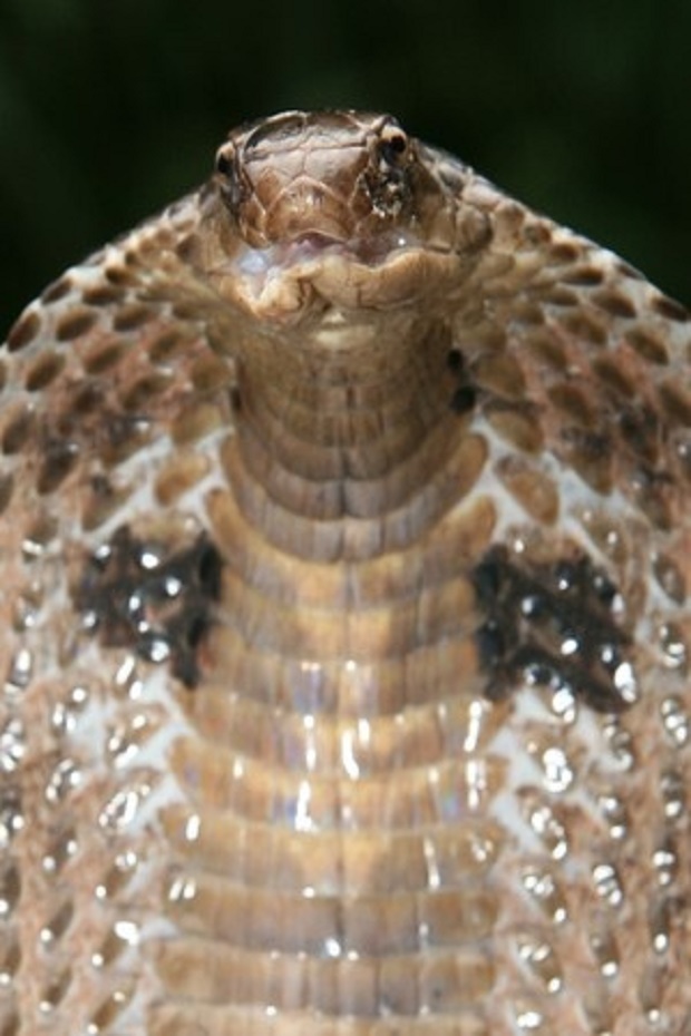 king cobra