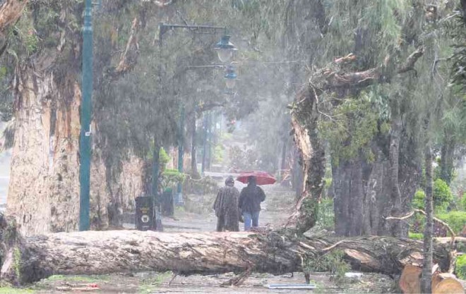 A TREE felled by Lando blocks a pathway in Burnham Park in Baguio City.  EV ESPIRITU 