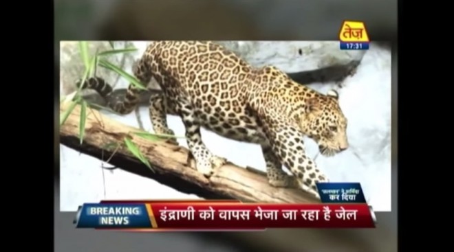 Gluttonous jaguar 'too fat to mate', says India zoo | Inquirer News