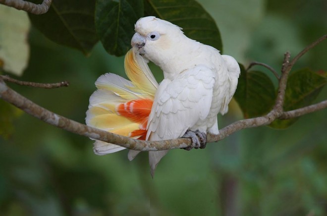 Endangered Philippine Cockatoo in Rasa Island. ROGER PE