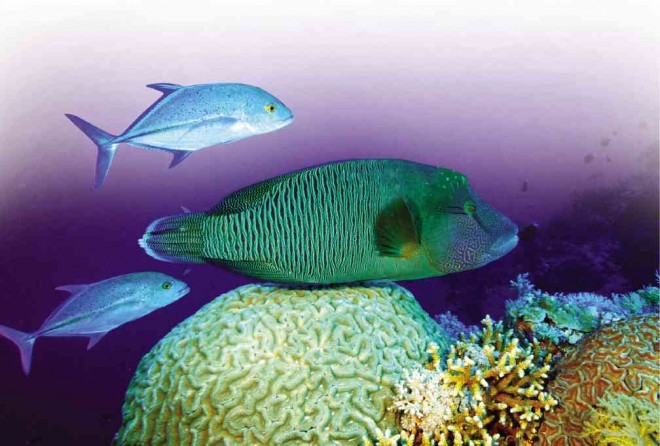THE TUBBATAHA Reefs Natural Park is one of the few areas in the world where the Napoleon wrasse, locally known as “mameng,” thrives without the risk of overfishing. The Convention on International Trade in Endangered Species of Wild Fauna and Flora  penalizes the catching or possession of mameng. YVETTE LEE/CONTRIBUTOR