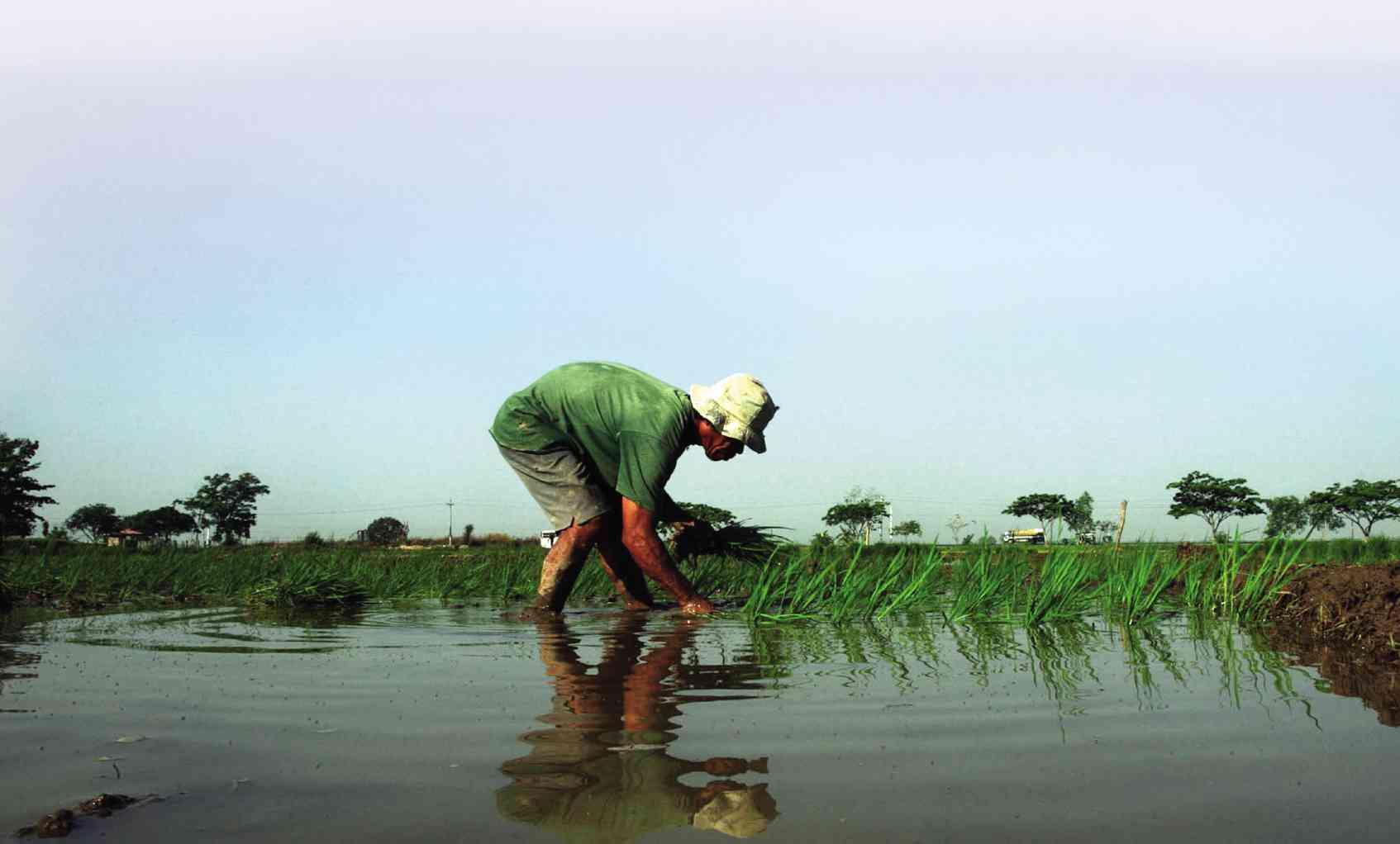 Rice’s bad taste: Poor farmers, health risks | Inquirer News