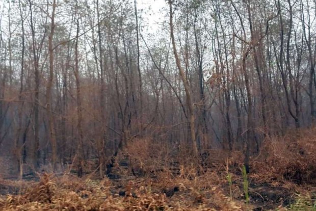 Burnt acacia trees inside a concession belonging to Bumi Mekar Hijau in South Sumatra.PHOTO: WALHI SOUTH SUMATRA