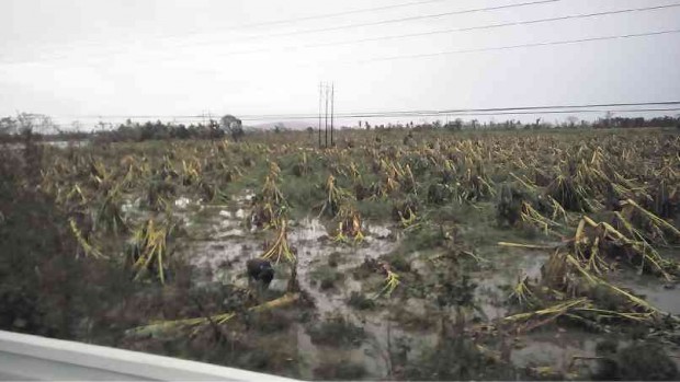FALLEN banana plants litter the field near the Bucayao protection dike in Baco, Oriental Mindoro, in the aftermath of Typhoon “Nona” (international name: Melor) that hit the province on Dec. 15. Madonna T. Virola