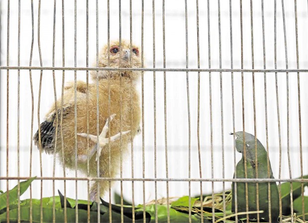 FREE TO FLY SOON  A young scops owl packed and marked as “plant export”  to Japan is one of the 41 animals saved in an antismuggling operation Thursday. LYN RILLON