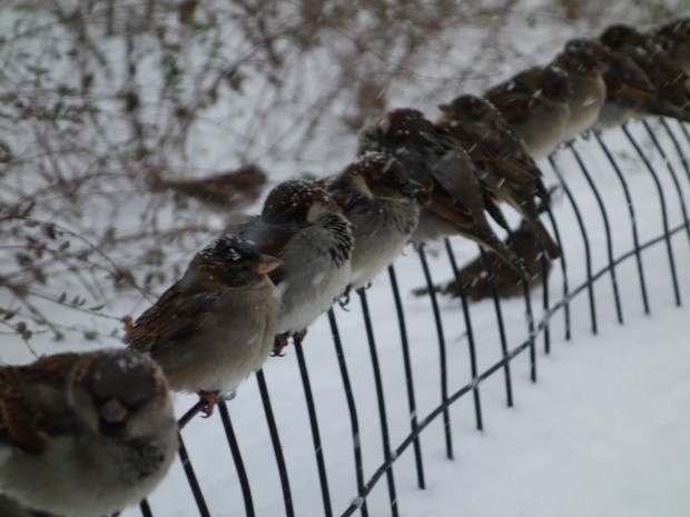 Birds line a fence in Saturday afternoon Central Park