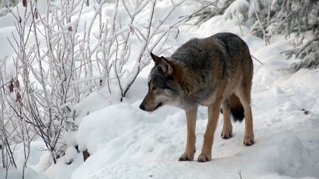 Finland Wolf Hunt